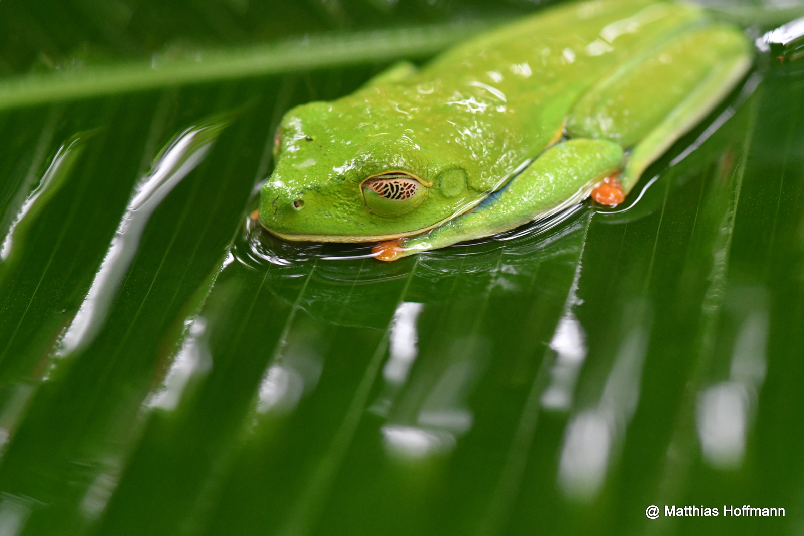 Rotaugenlaubfrosch | Red-eyed Leaf Frog | Costa Rica