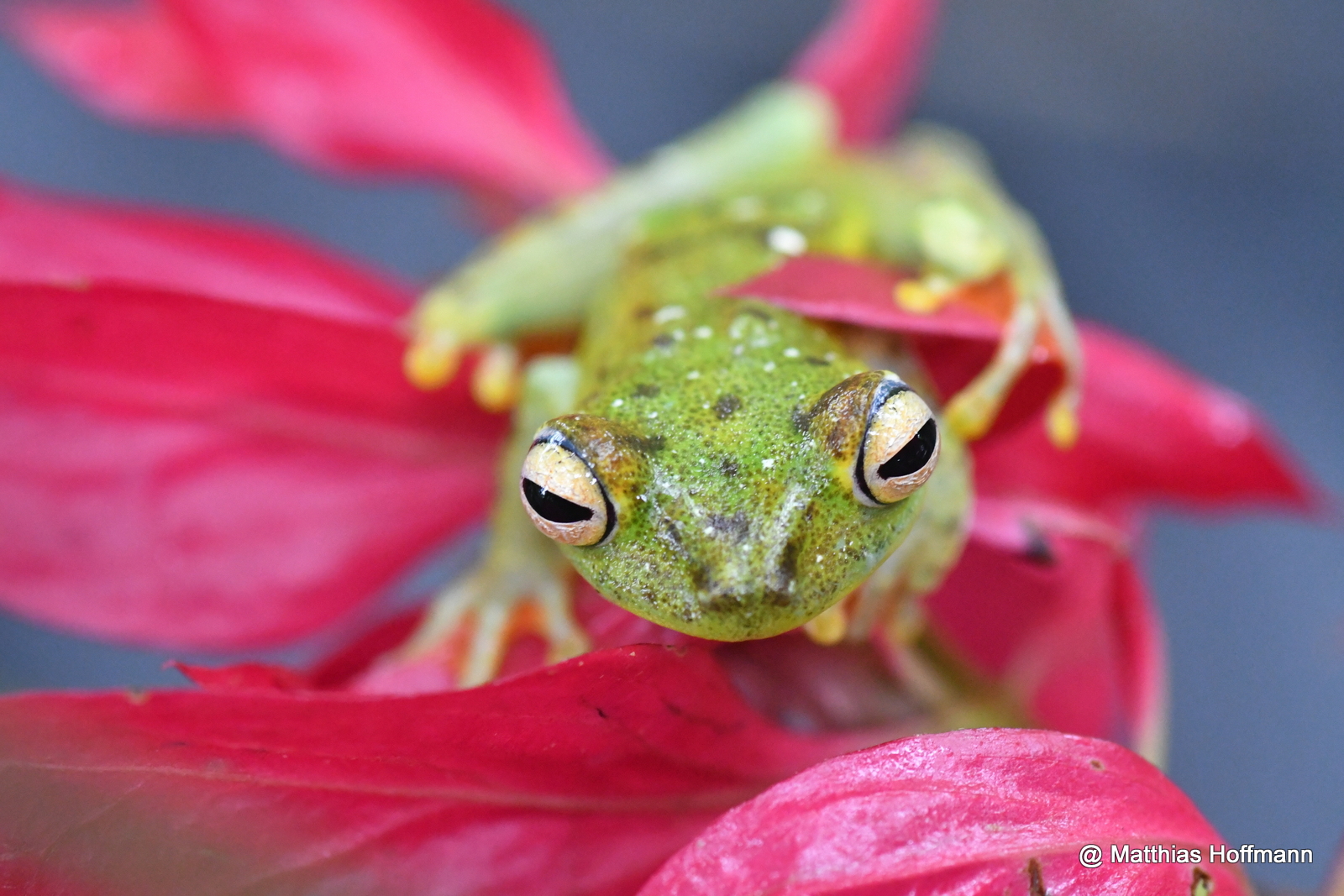 Gesprenkelter Glasfrosch | Speckled Glass Frog | Costa Rica