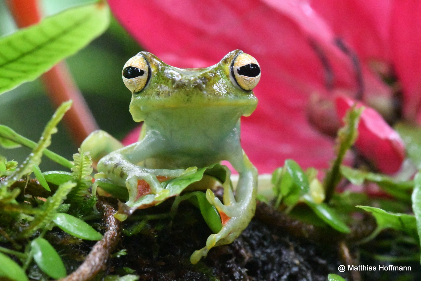 Gesprenkelter Glasfrosch | Speckled Glass Frog | Costa Rica