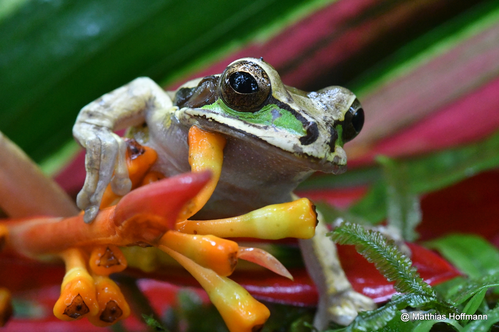 Rainforest Frog | Costa Rica