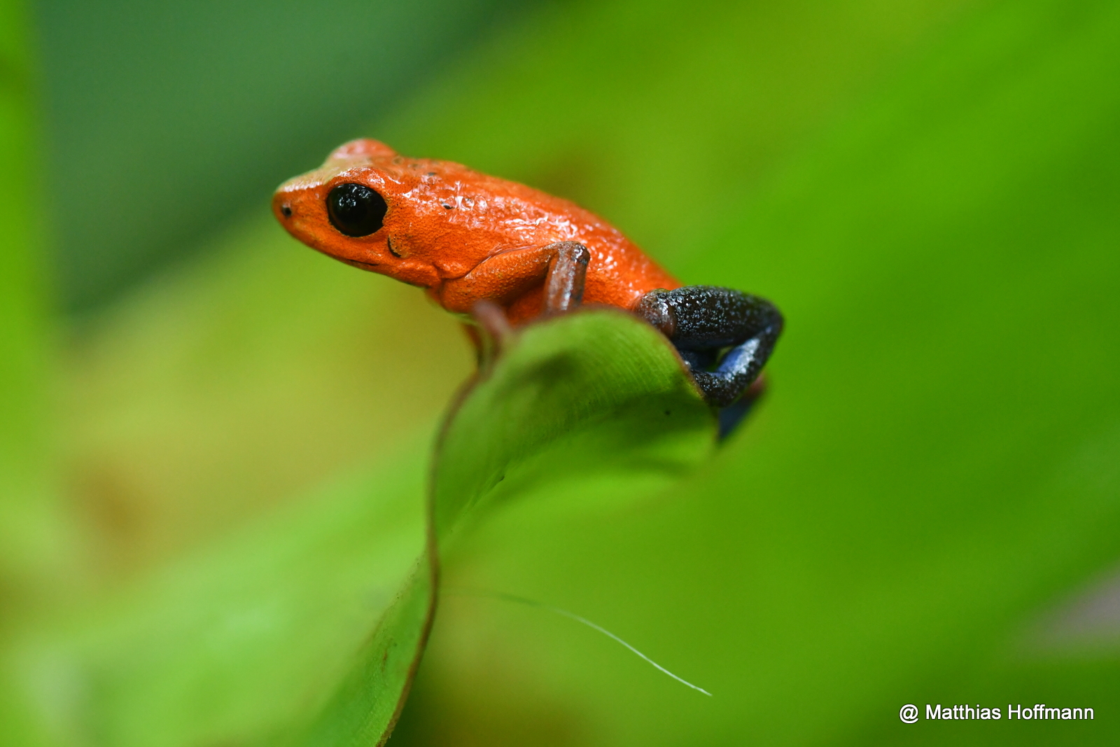 Erdbeerfröschchen oder "Blue Jeans Frog"| Strawberry Poison Frog | Costa Rica