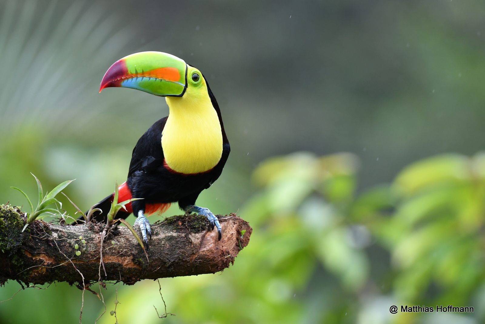 Fischertukan | Keel-billed Toucan | Costa Rica