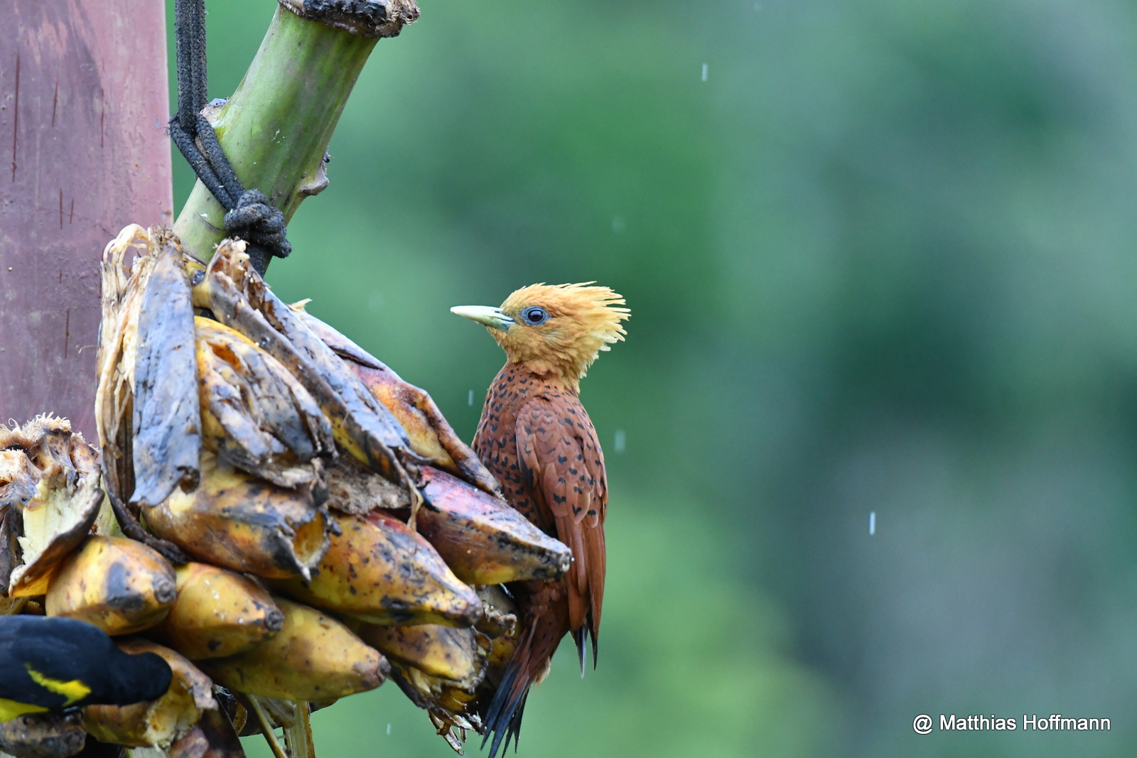 Kastanienspecht | Chestnut-colored Woodpecker | Costa Rica