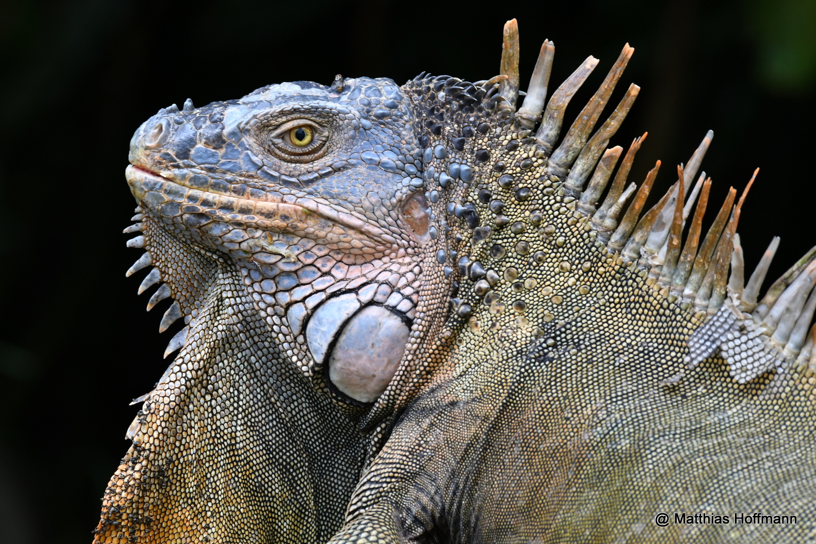 Grüner Leguan | Green Iguana | Costa Rica