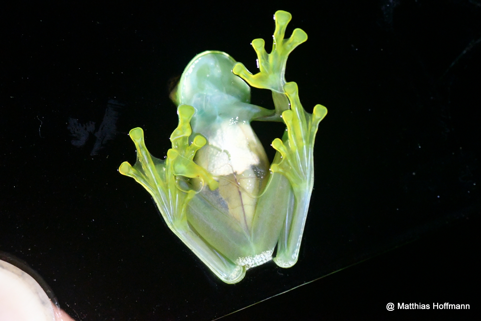 Glasfrosch | Glass Frog | Costa Rica