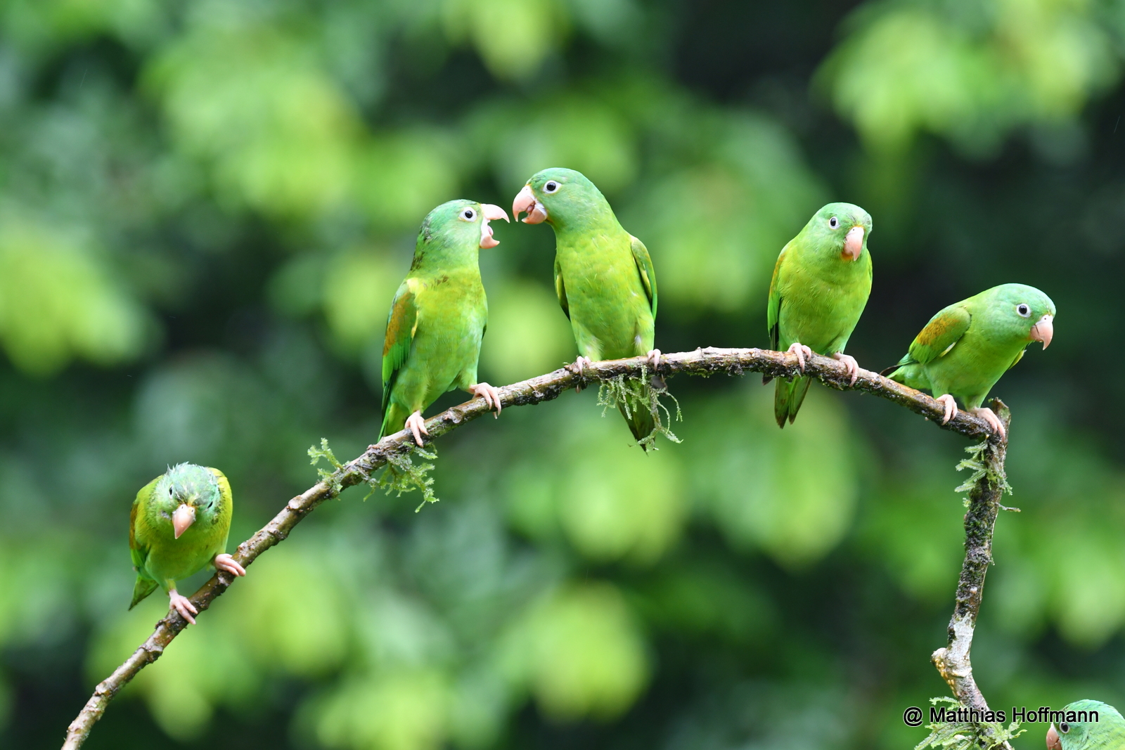 Tovisittich | Orange-chinned Parakeet | Costa Rica