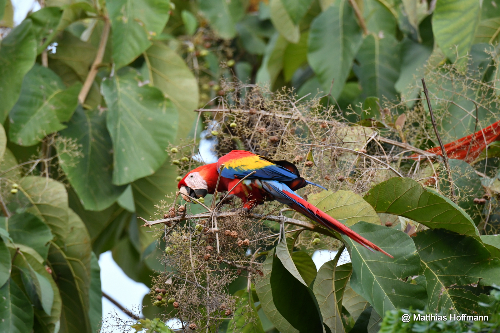 Hellroter Ara | Scarlet Macaw | Costa Rica
