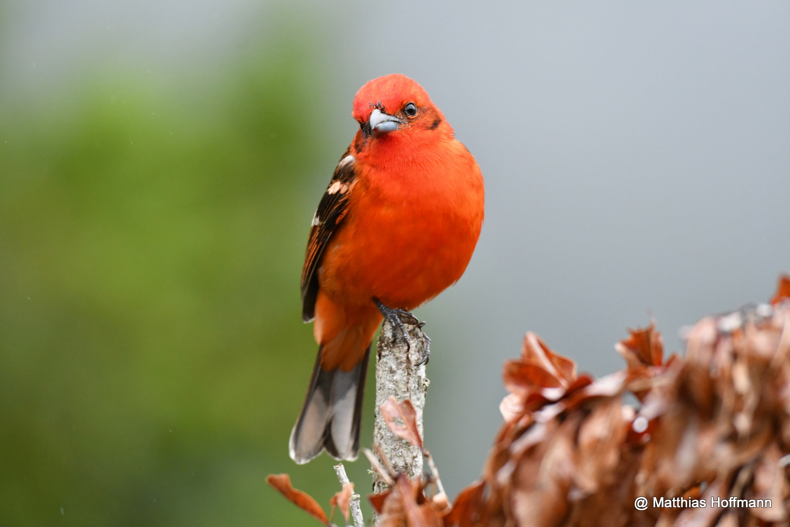 Scharlachtangare | Scarlet Tanager | Costa Rica