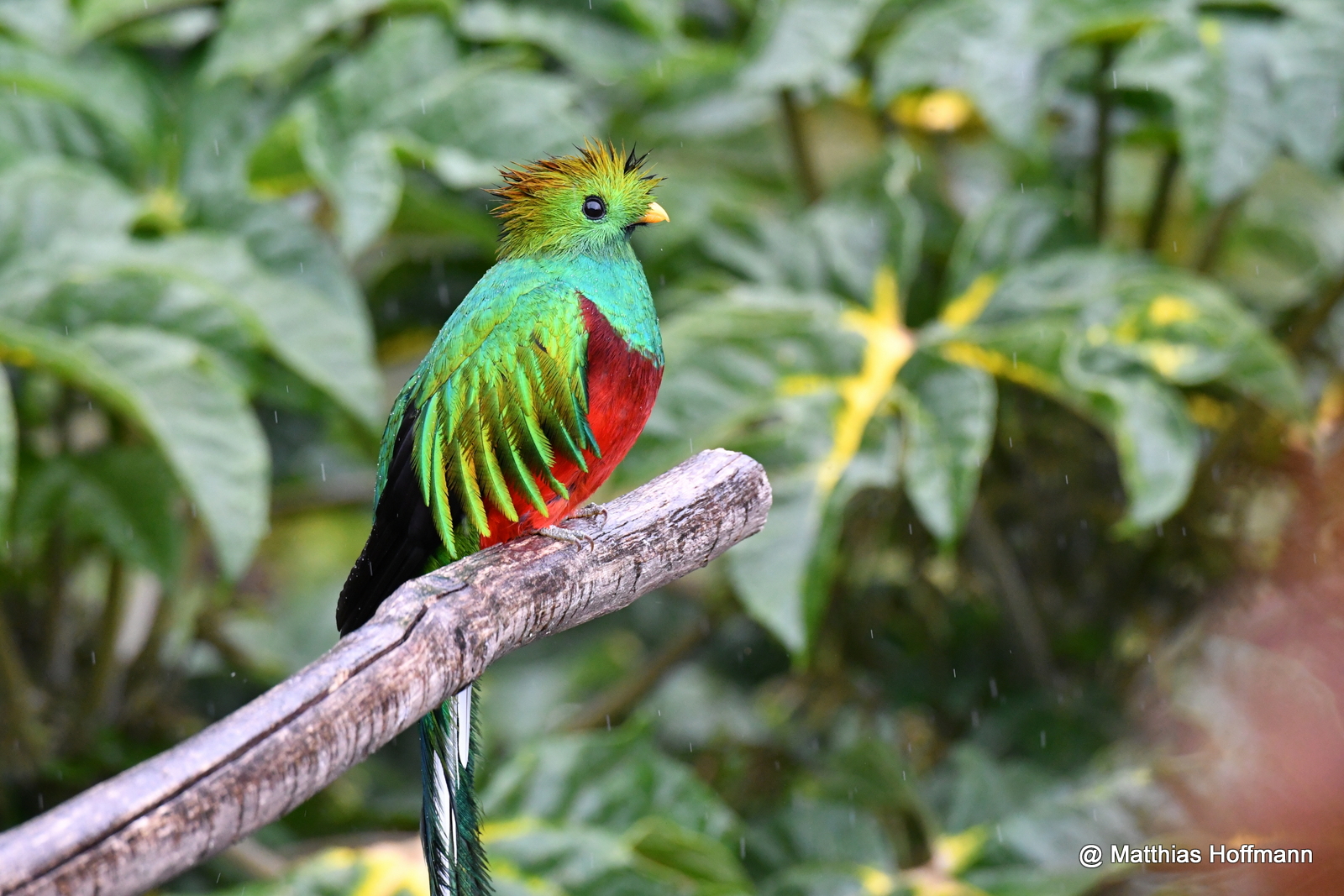 Quetzal  | Resplendent Quetzal | Costa Rica