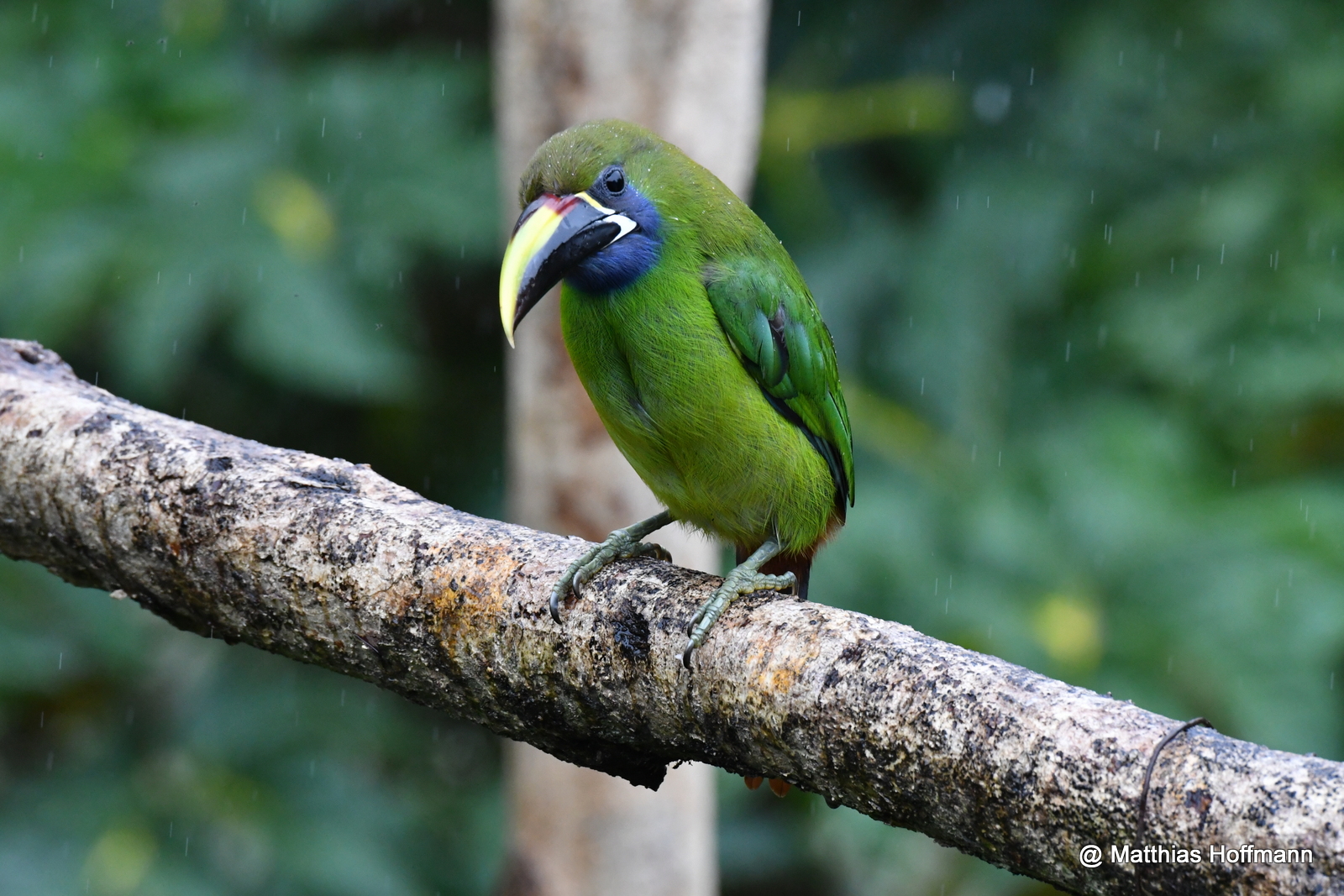 Laucharassari | Emerald Toucanet | Costa Rica
