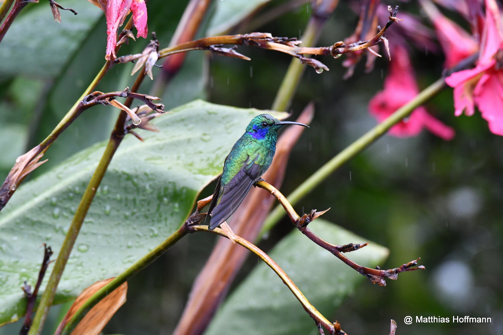 Blaubrustamazilie | Blue-Chested Hummingbird | Costa Rica