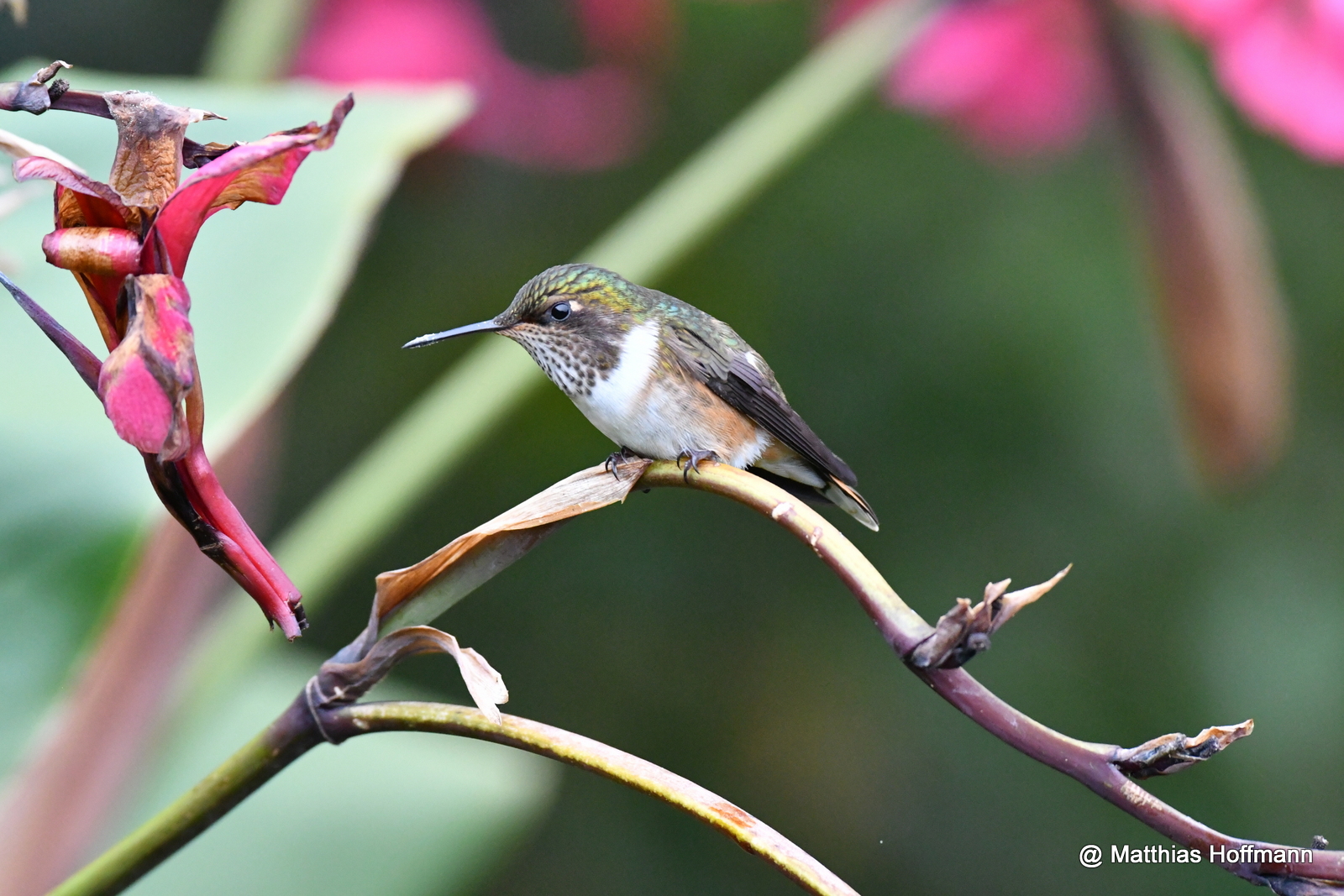 Hummingbird | Costa Rica