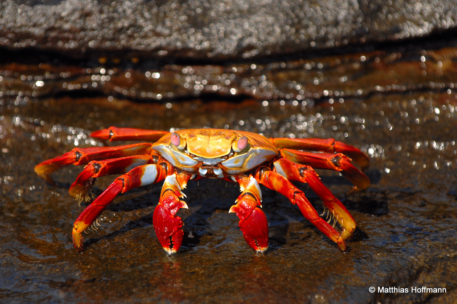 Rote Klippenkrabbe | Sally Lightfoot Crab | Galapagos
