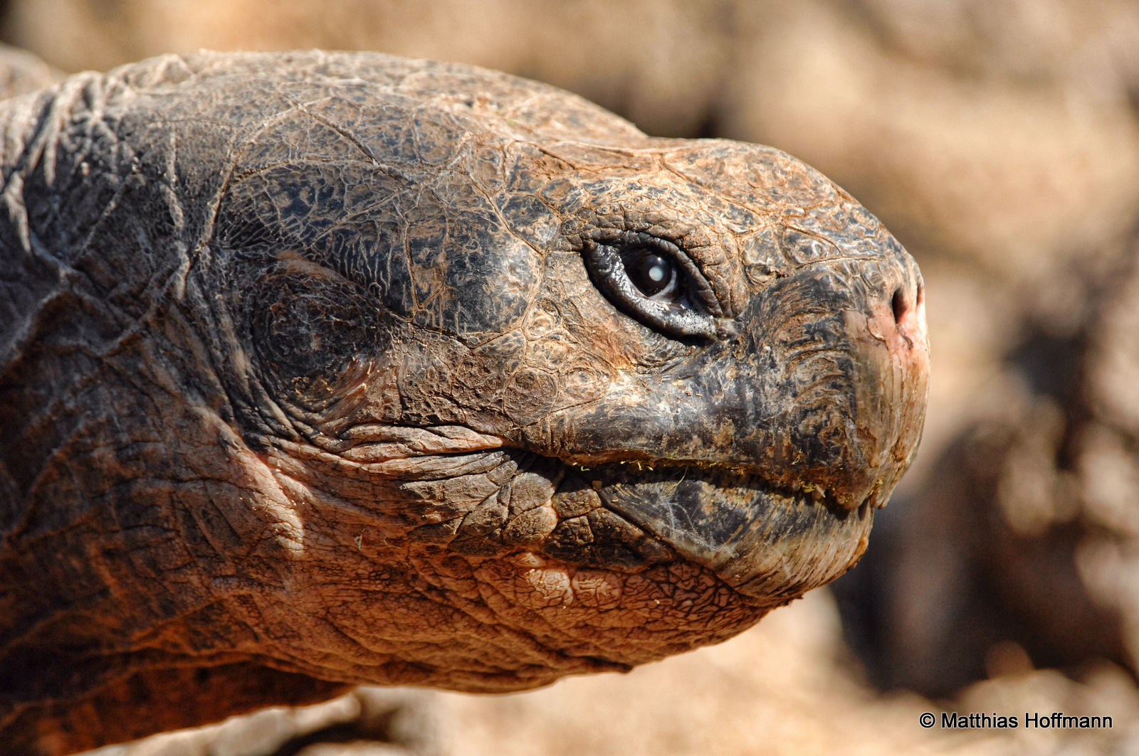Galapagos-Riesenschildkröte | Galapagos Tortoise | Galapagos