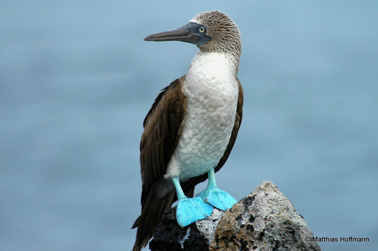 Blaufußtölpel | Blue-footed Booby | Galapagos