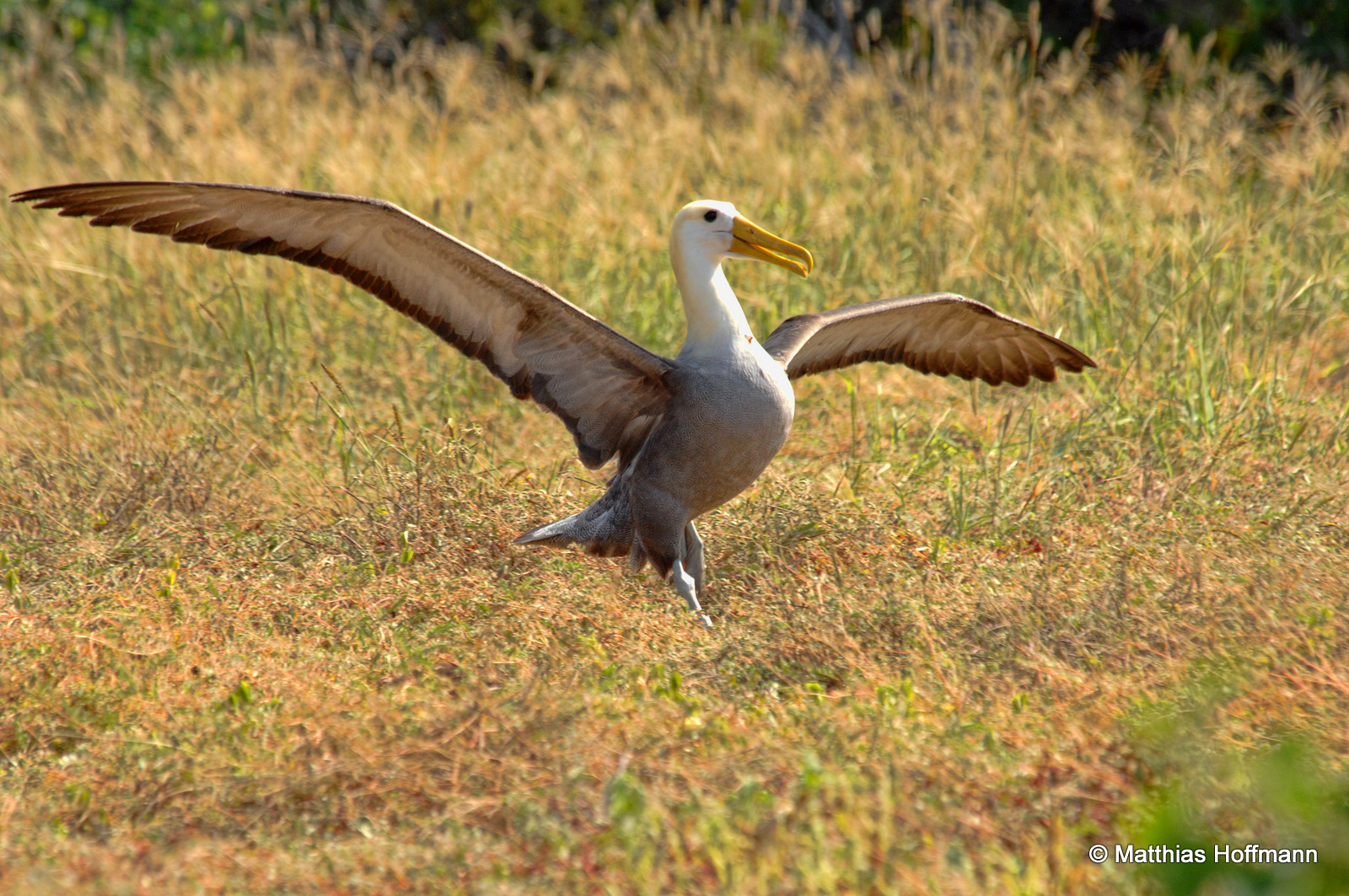 Galápagos-Albatros | Waved Albatross | Galapagos