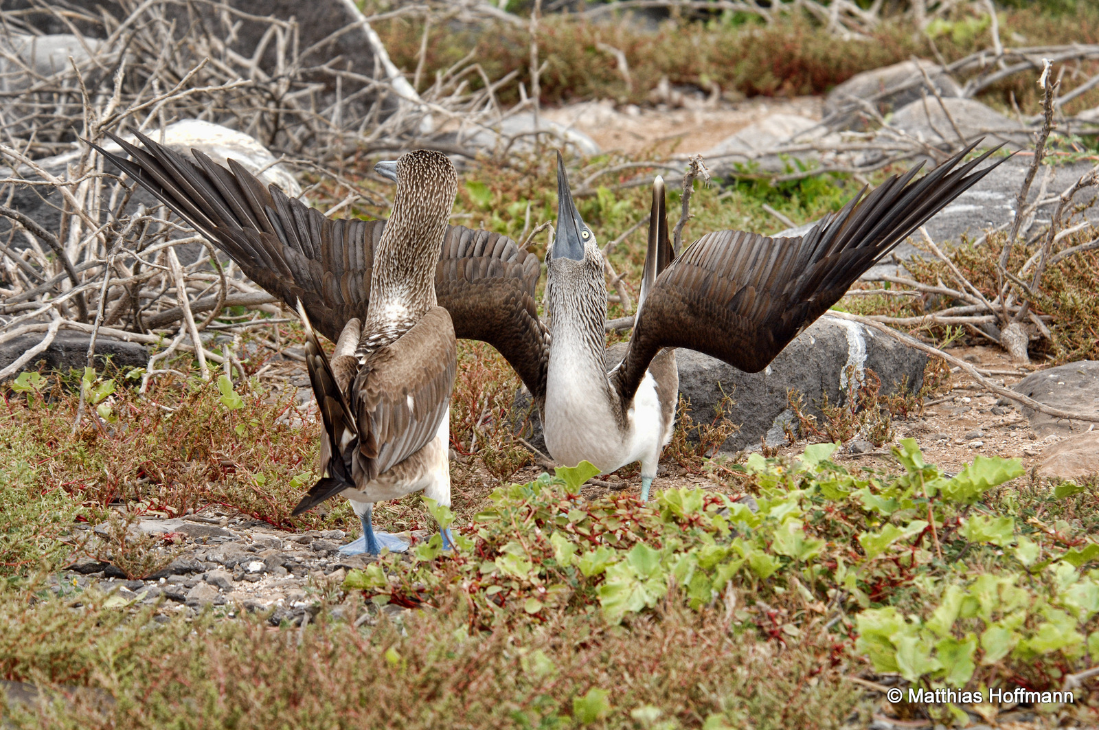Blaufußtölpel | Blue-footed Booby | Galapagos