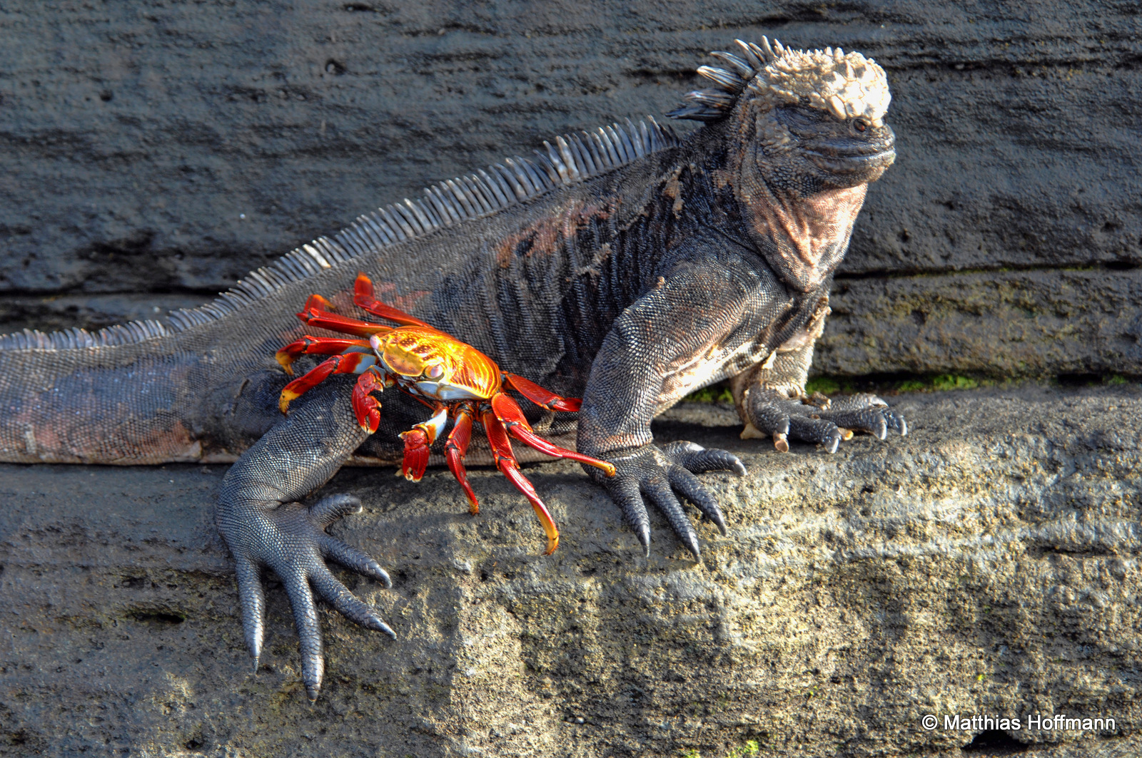 Rote Klippenkrabbe / Meerechse | Sally Lightfoot Crab / Marine Iguana | Galapagos
