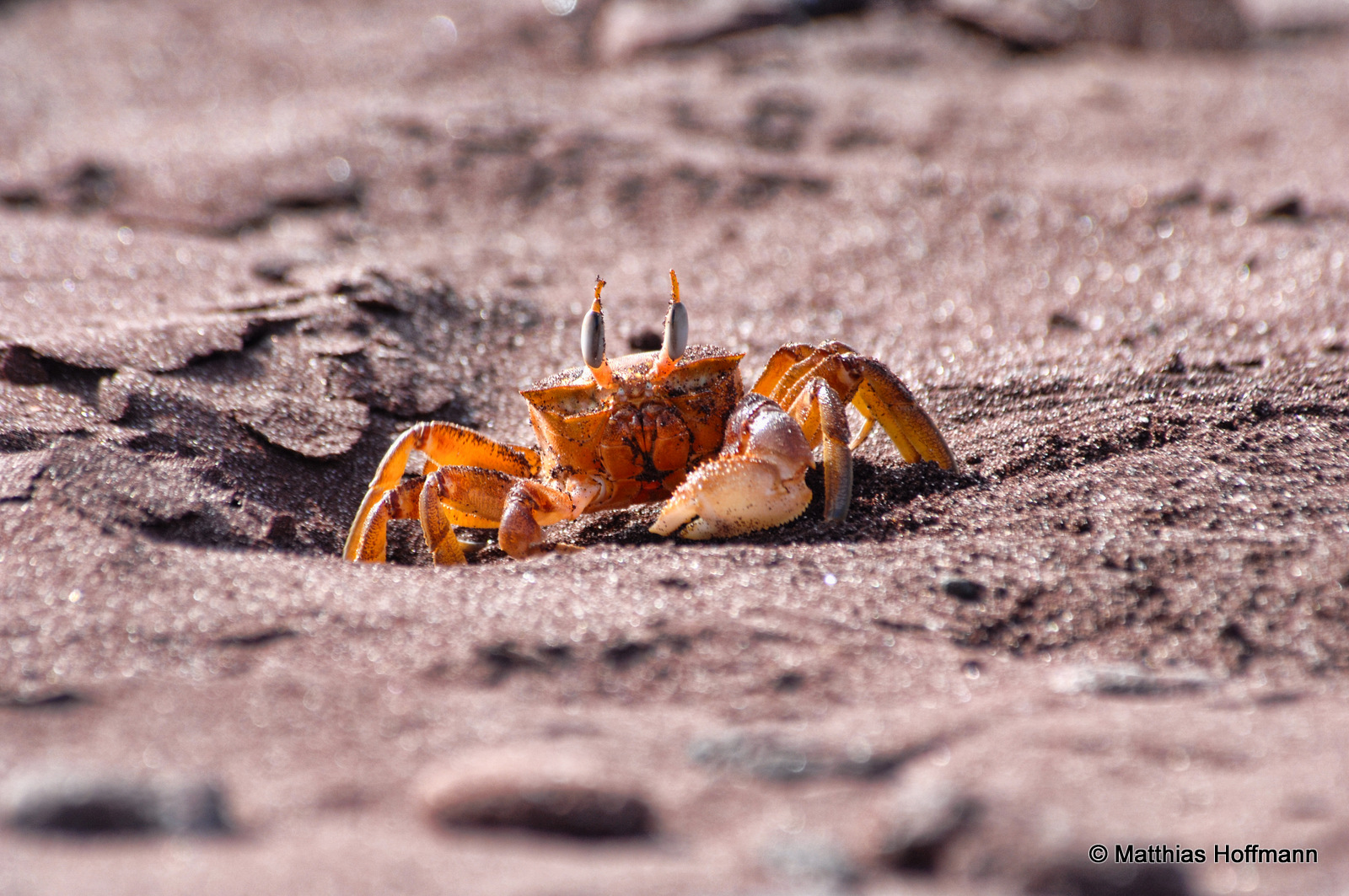 Geisterkrabbe | Ghost Crab | Galapagos