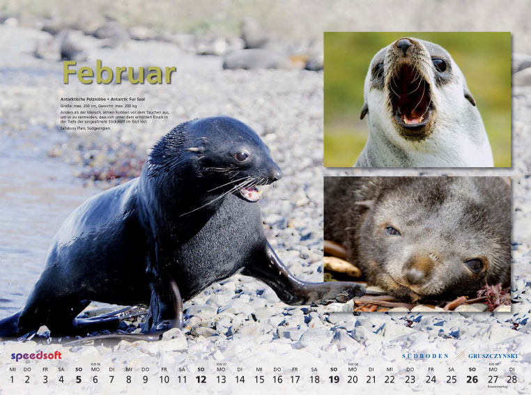 Antarktische Pelzrobbe | Antarctic Fur Seal - Kalender 2006 - Februar