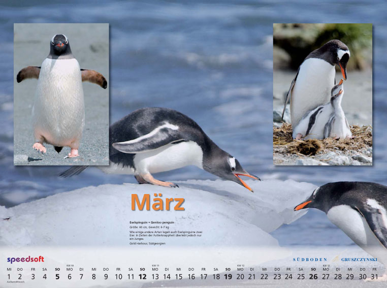 Eselspinguin | Gentoo penguin - Kalender 2006 - März