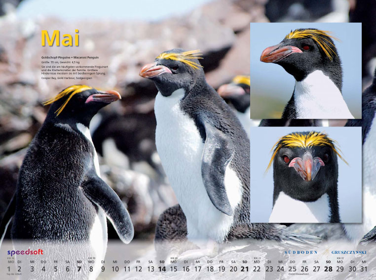 Goldschopf-Pinguine | Macaroni Penguin - Kalender 2006 - Mai