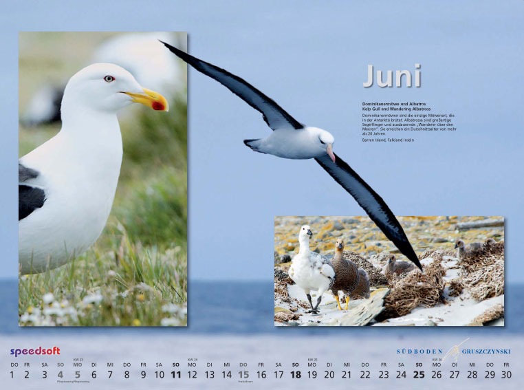Dominikanermöwe und Albatros | Kelp Gull and Wandering Albatross - Kalender 2006 - Juni