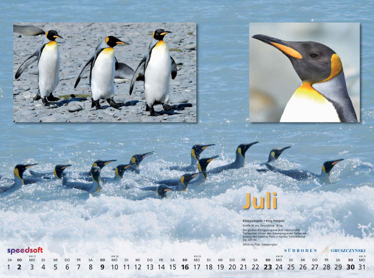 Königspinguin | King Penguin - Kalender 2006 - Juli