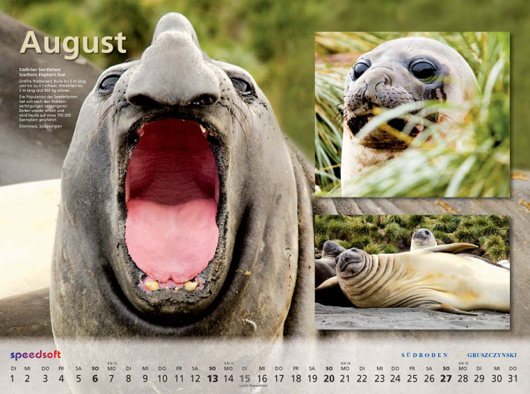 Südlicher See-Elefant | Southern Elephant Seal - Kalender 2006 - August
