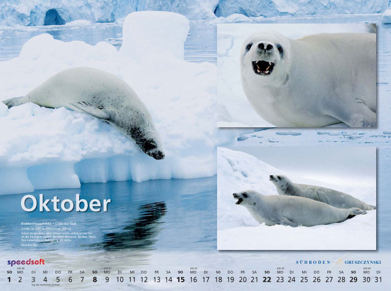 Krabbenfresserrobbe | Crabeater Seal - Kalender 2006 - Oktober