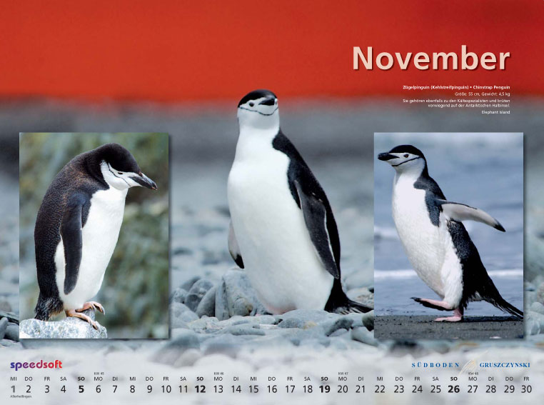 Zügelpinguin (Kehlstreifpinguin) | Chinstrap Penguin - Kalender 2006 - November