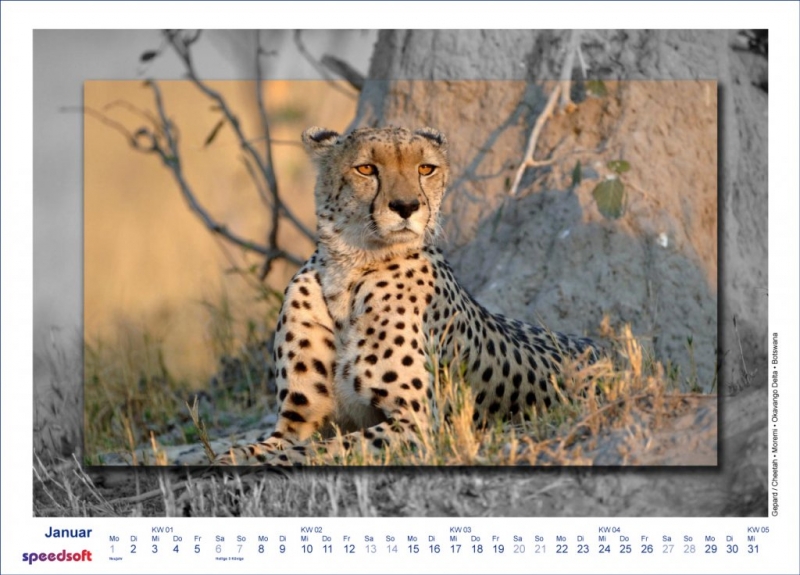 Gepard | Cheetah | Moremi | Okavango Delta | Botswana - Kalender 2007 - Januar