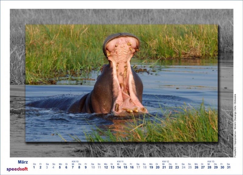 Flusspferd | Hippopotamus | Moremi Okavango Delta | Botswana - Kalender 2007 - März