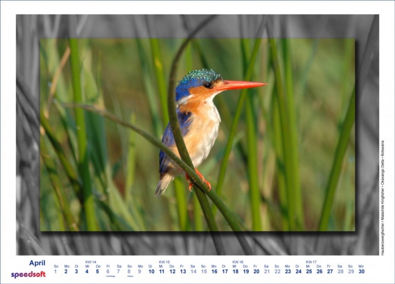 Haubenzwergfischer | Malachite Kingfisher | Okavango Delta | Botswana - Kalender 2007 - April