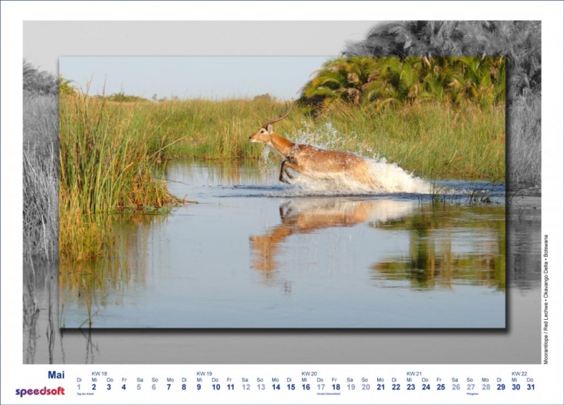 Moorantilope | Red Lechwe | Okavango Delta | Botswana - Kalender 2007 - Mai