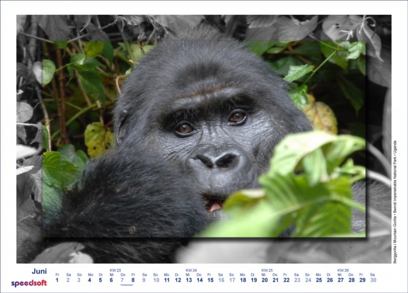 Berggorilla | Mountain Gorilla | Bwindi Impenetrable National Park | Uganda - Kalender 2007 - Juni
