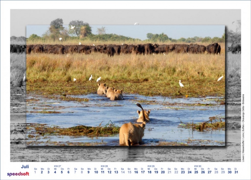 Löwen | Kaffernbüffel| Lions | Buffalo | Okavango Delta | Botswana - Kalender 2007 - Juli
