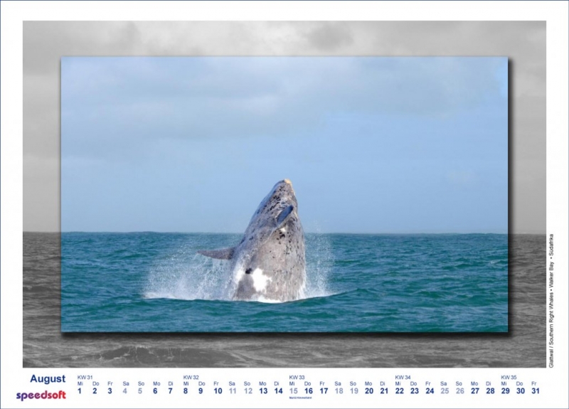 Glattwal | Southern Right Whales | Walker Bay | Südafrika - Kalender 2007 - August
