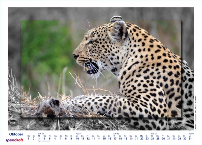 Leopard | Londolozi | Sabi Sands | Südafrika - Kalender 2007 - Oktober
