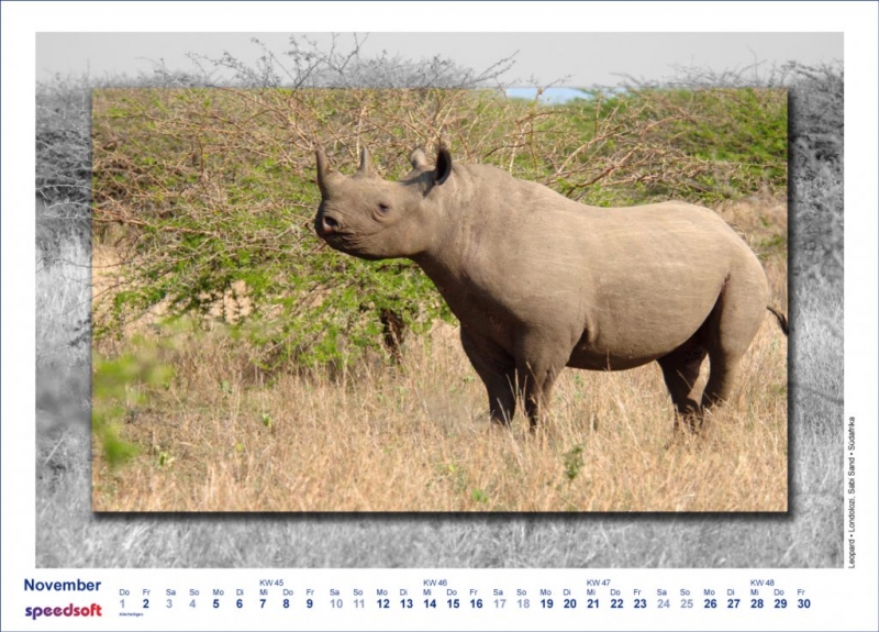Spitzmaulnashorn | Black Rhino| Londolozi | Sabi Sands | Südafrika - Kalender 2007 - November