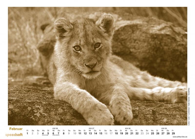 Löwe | Lion | Londolozi | Sabi Sands | Südafrika - Kalender 2008 - Februar