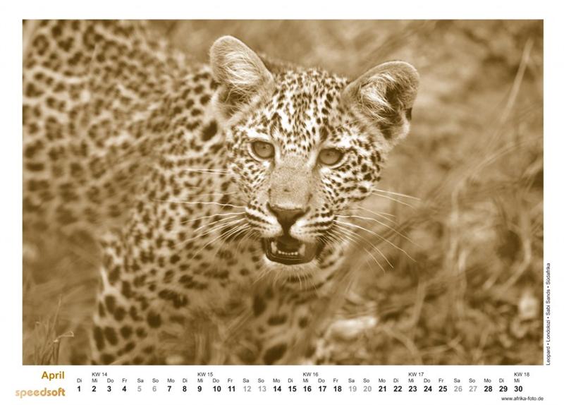 Leopard | Londolozi | Sabi Sands | Südafrika - Kalender 2008 - April