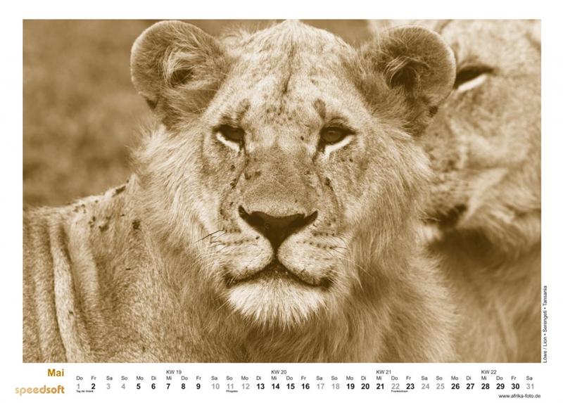 Löwe | Lion | Serengeti | Tansania - Kalender 2008 - Mai
