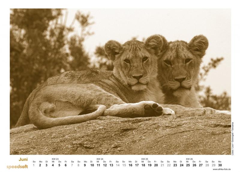 Löwe | Lion | Serengeti | Tansania - Kalender 2008 - Juni