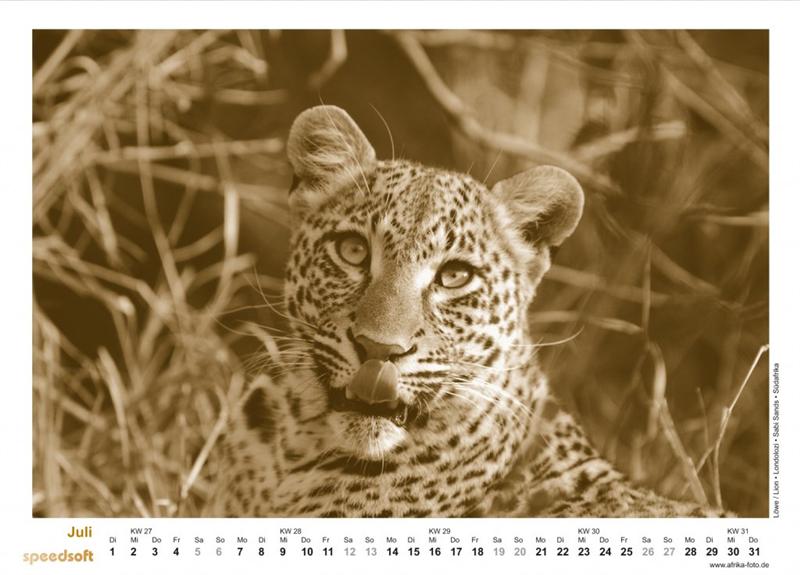 Leopard | Londolozi | Sabi Sands | Südafrika - Kalender 2008 - Juli