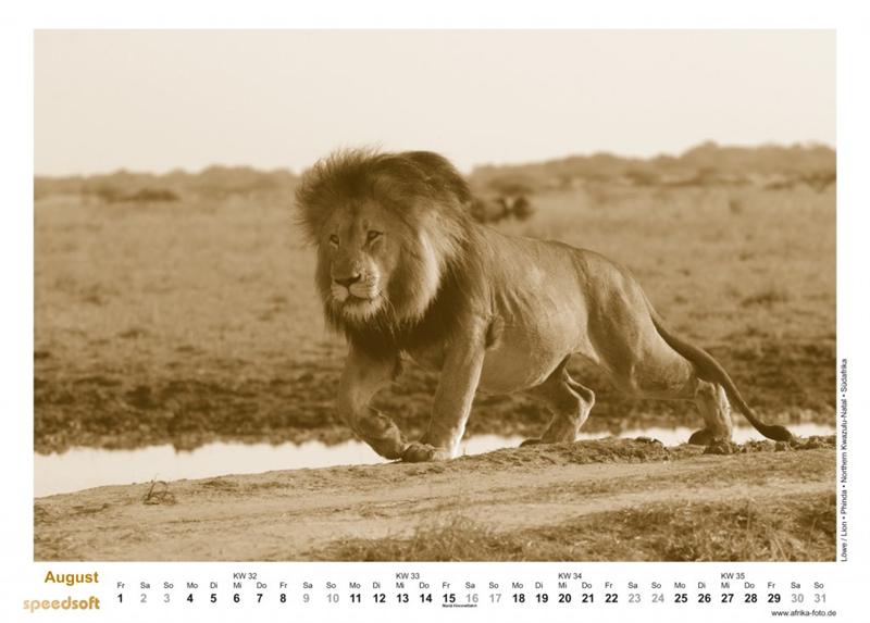Löwe | Lion | Phinda | Northern Kwazulu-Natal | Südafrika - Kalender 2008 - August