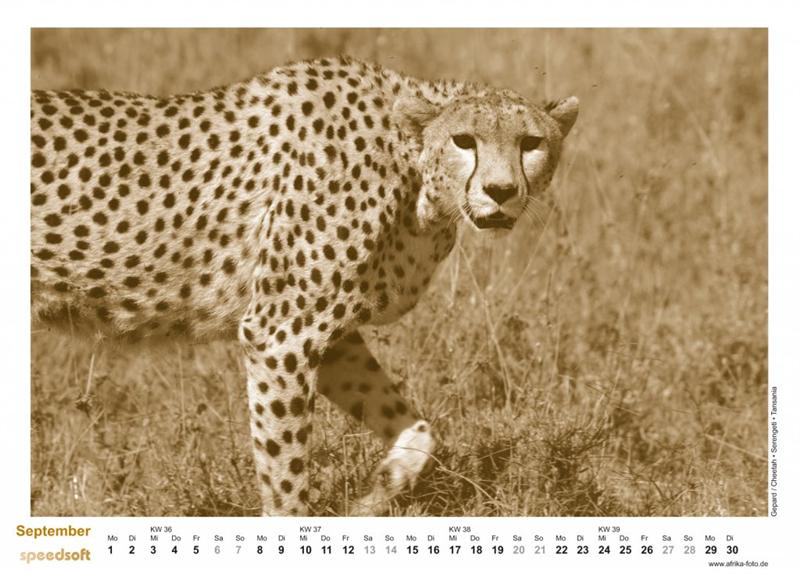 Gepard | Cheetah | Serengeti | Tansania - Kalender 2008 - September
