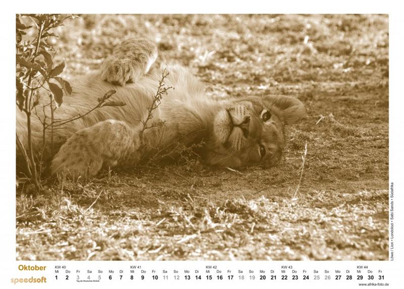 Löwe | Lion | Londolozi | Sabi Sands | Südafrika - Kalender 2008 - Oktober
