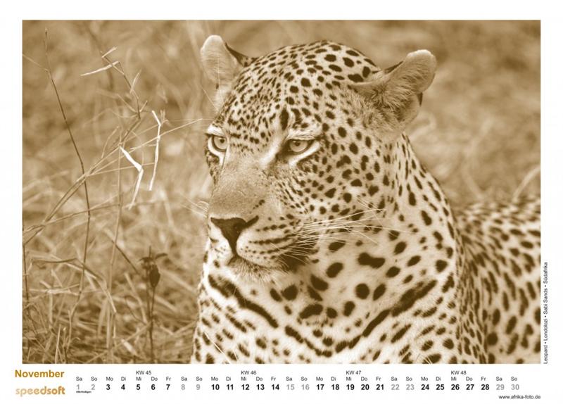 Leopard | Londolozi | Sabi Sands | Südafrika - Kalender 2008 - November