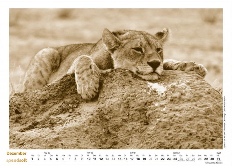 Löwe | Lion | Chief’s Island | Okavango Delta | Botswana - Kalender 2008 - Dezember